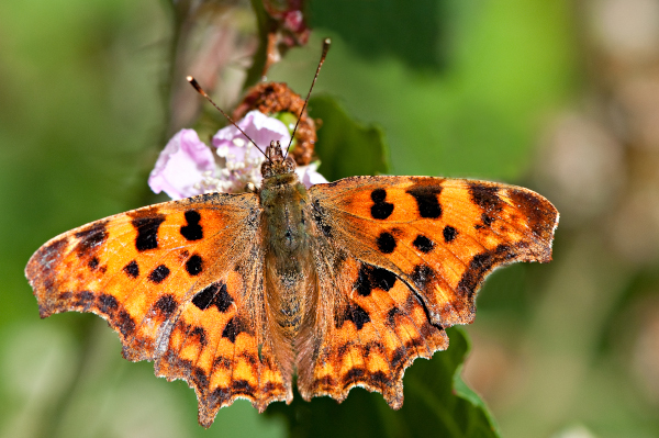 Robert-le-Diable (Polygona c-album) &copy; J.-J. Carlier
